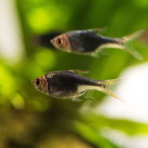Black harlequin rasbora fish (Trigonostigma heteromorpha)