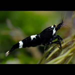 black king kong shrimp