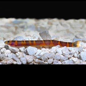 Black kuhli loach fish (Pangio oblonga).
