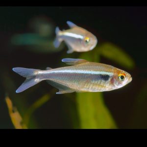 Black neon tetra fish (Hyphessobrycon herbertaxelrodi).