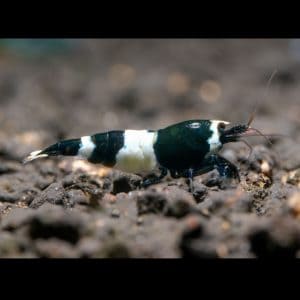 black panda shrimp