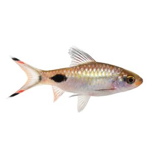 Black spot barb (Puntius filamentosus).