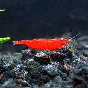 bloody mary shrimp