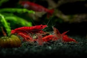 Adult and juvenille bloody mary shrimp colony