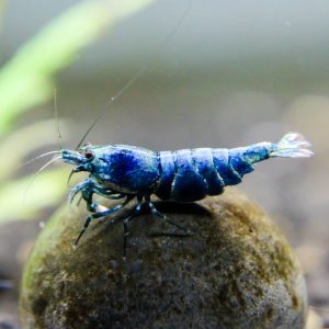 extreme blue bolt shrimp