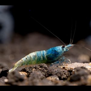 blue bolt shrimp