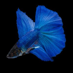 Blue double tail betta fish (Betta splendens).