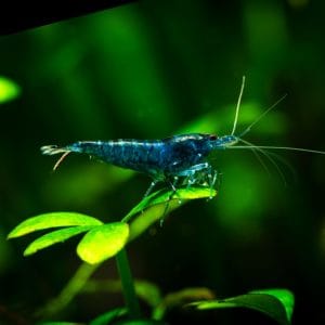 blue dream shrimp