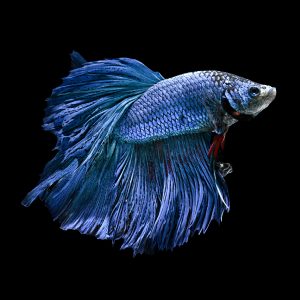 Blue feather tail betta fish (Betta splendens).