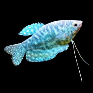 Blue gourami fish (Trichopodus trichopterus).
