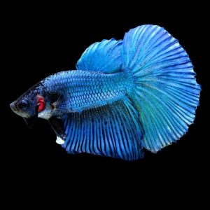 Blue half moon betta fish (Betta splendens).
