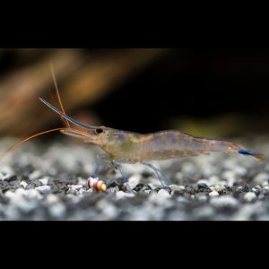 blue leg poso sulawesi shrimp