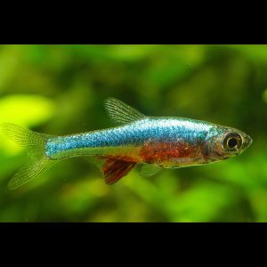 Blue neon rasbora (Sundadanio axelrodi).