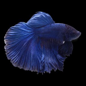 Blue rose tail betta fish (Betta splendens).