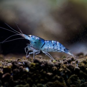 blue tiger shrimp