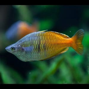Bosemani rainbowfish (Melanotaenia boesemani).