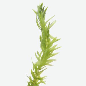 brazilian water weed planted tank