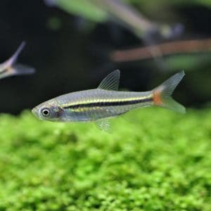 Brilliant rasbora (Rasbora einthovenii).