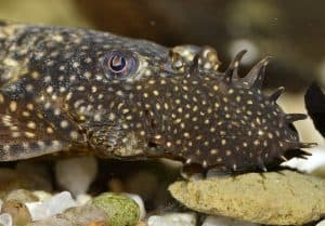 Bristlenose pleco catfish close up