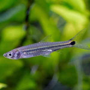 Brittans rasbora (Kottelatia brittani).