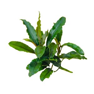 bucephalandra planted tank