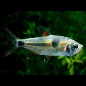 Bucktooth tetra fish (Exodon paradoxus).