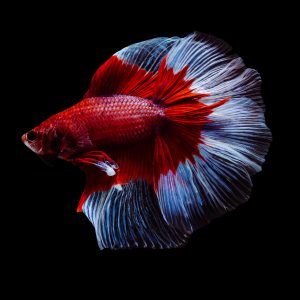 Butterfly betta fish (Betta splendens).