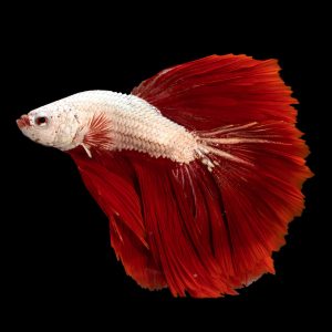 Cambodian betta fish (Betta splendens).