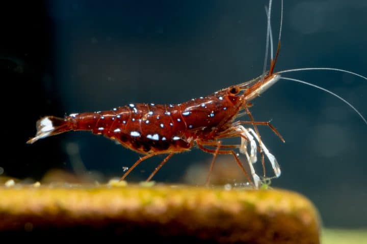 sulawesi shrimp care