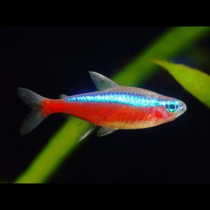 Cardinal tetra fish (Paracheirodon axelrodi)