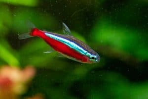 Cardinal tetra fish (Paracheirodon axelrodi).