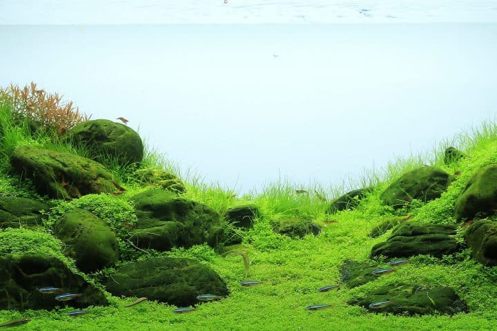 Aquascape carpet plants.