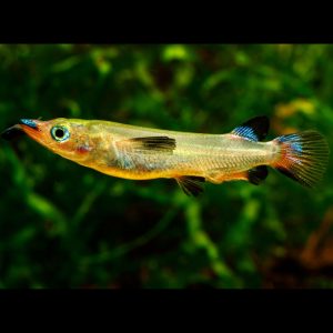 Celebes halfbeak fish (Nomorhamphus liemi).