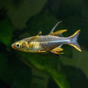 Celebes rainbowfish (Marosatherina ladigesi).