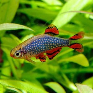 Celestial pearl or Galaxy rasbora fish (Danio margaritatus)