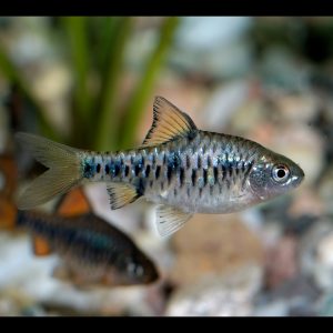 Checkered barb (Oliotius oligolepis).