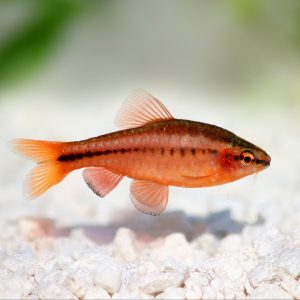 Cherry barb (Puntius titteya).