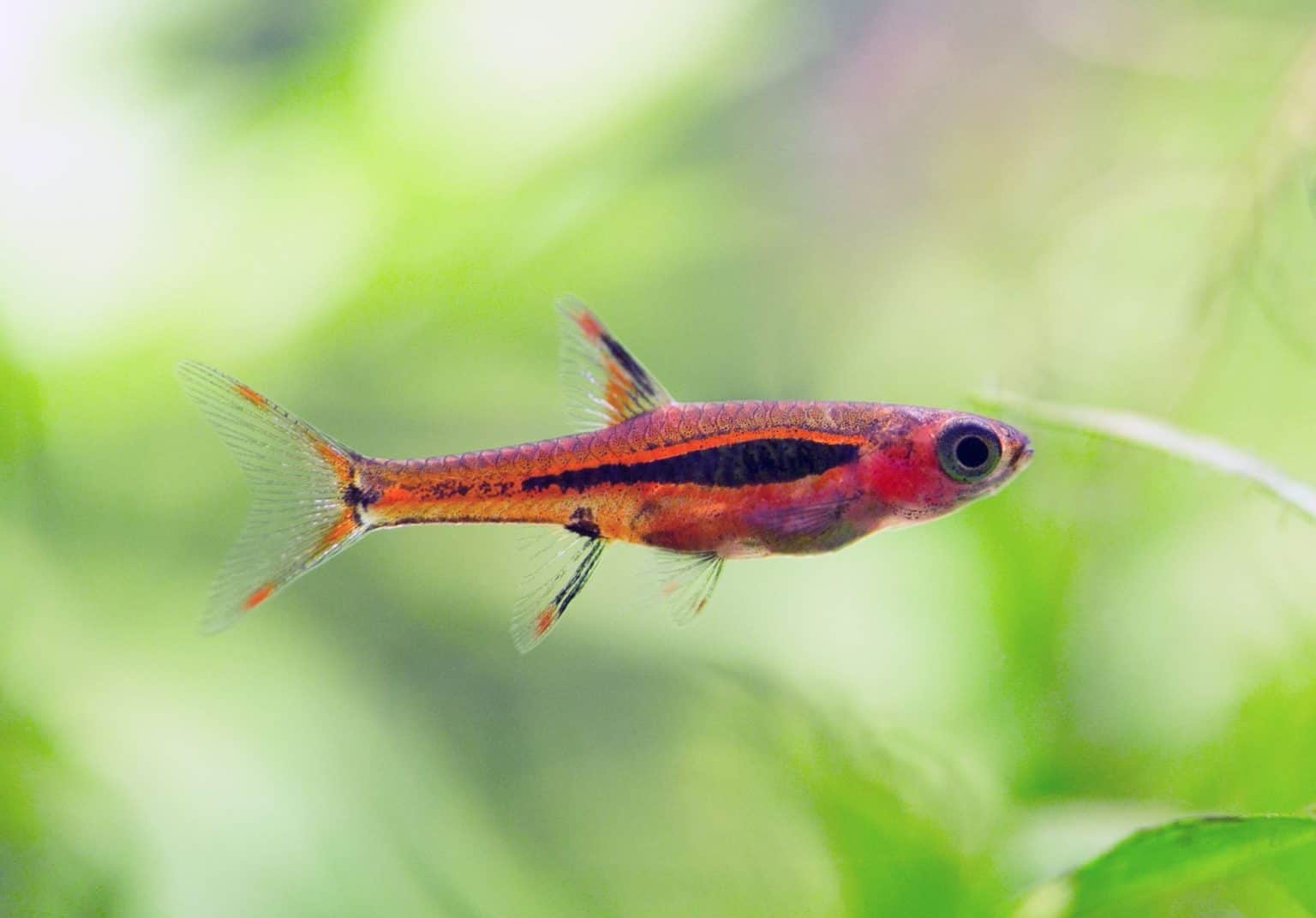 Types of Rasboras - Planted Tank Mates