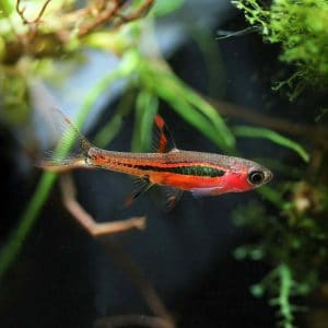Chili rasbora (Boraras brigittae).