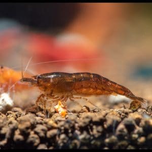 chocolate shrimp
