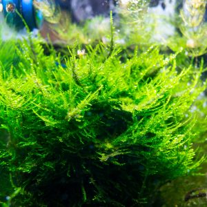 christmas moss planted tank