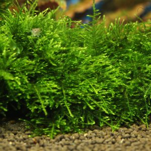 christmas moss shrimp tank