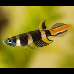 Clown killifish (Epiplatys annulatus).