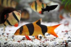 clown loach planted tank
