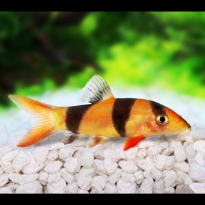 Clown loach fish (Chromobotia macracanthus).