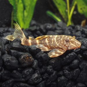 Clown pleco catfish (Panaqolus maccus).