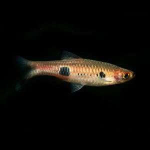 Clown rasbora (Rasbora kalochroma).