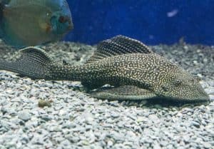 Large common pleco catfish on gravel.