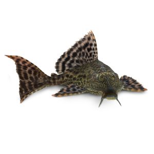 Common pleco catfish (Hypostomus plecostomus).