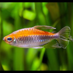 Congo tetra fish (Phenacogrammus interruptus).